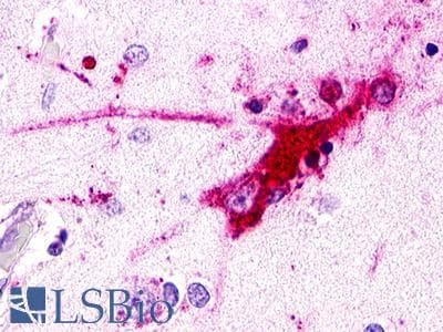 PathPlus™ RXFP1/ LGR7 Antibody (C-Terminus)