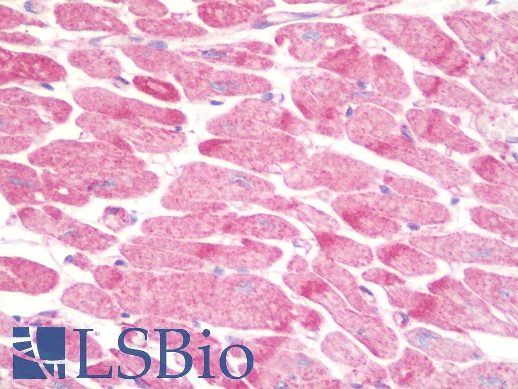 IHC-plus™ NECAB3 Antibody (aa321-370)