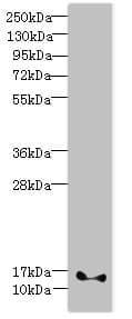 Polyclonal Rabbit anti-Human FAM107B Antibody (WB)