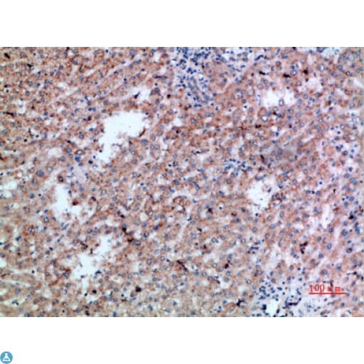 Polyclonal Rabbit anti-Human CD300LB Antibody (IHC)