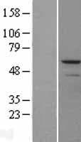MMP13 Protein (Over-Expression Lysate Myc-DDK (Flag))