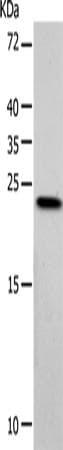 VILIP / VSNL1 Antibody