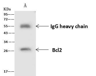 BCL2 / Bcl-2 Antibody