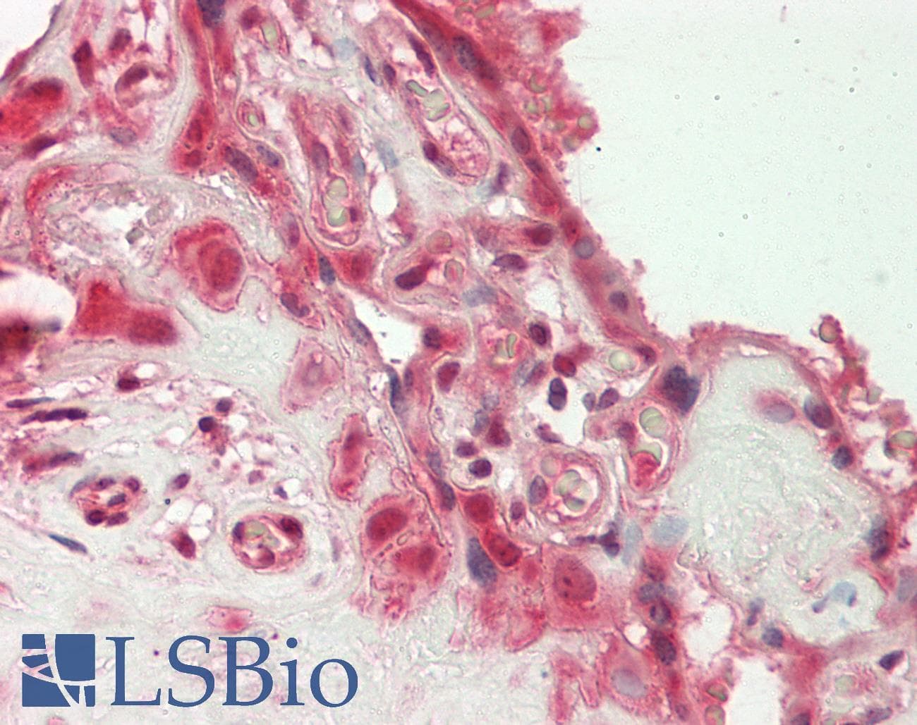 IHC-plus™ Dipeptidylpeptidase 8 / DPP8 Antibody (aa161-245)