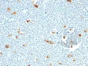 Macrophage Antibody (clone LN-5)