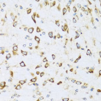 NRG4 Antibody