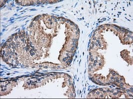EIF2S1 Antibody (clone OTI3H4)