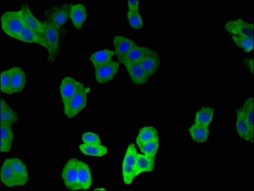 CNN2 Antibody