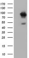 IHC-plus™ ALDH1L1 Antibody (clone 7G8)