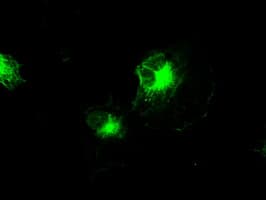 Monoclonal Mouse anti-Human IRF3 Antibody (clone OTI4D4, IHC, IF, WB)