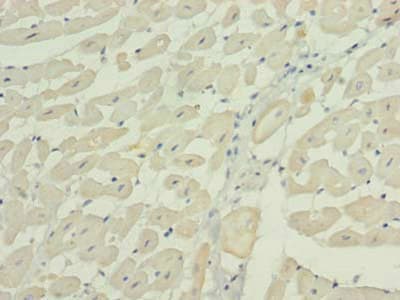 Polyclonal Rabbit anti-Human WNT4 Antibody (IHC, WB)