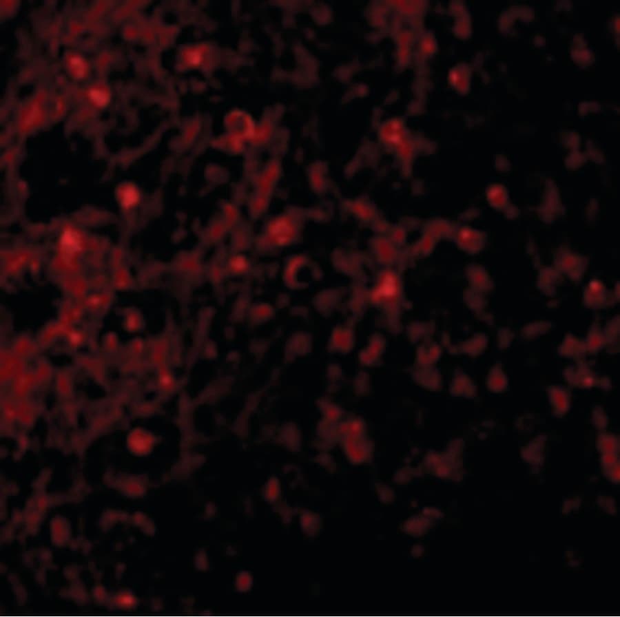 TNFRSF17 / BCMA Antibody