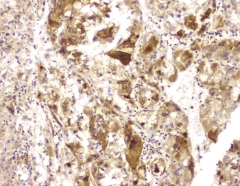 BAG6 / G3 / Scythe Antibody