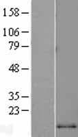CCL2 / MCP1 Protein (Over-Expression Lysate Myc-DDK (Flag))