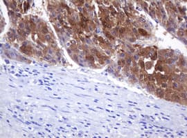 DDT / Dopamine Tautomerase Antibody (clone OTI2H3)