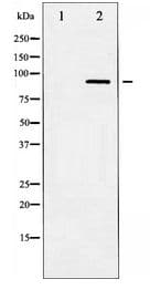 Polyclonal Rabbit anti-Human STAT3 Antibody (IHC, WB)