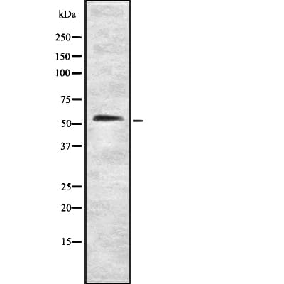 Polyclonal Rabbit anti-Human CLK4 Antibody (IF, WB)