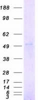 Human CHRNA2 Protein (Recombinant Myc-DDK (Flag))