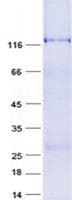 Human LONRF3 Protein (Recombinant GST, N-terminus + His, C-terminus)