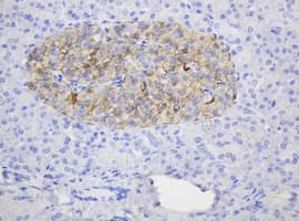Monoclonal Mouse anti-Human CD99 Antibody (clone OTI13B3, IHC, WB)