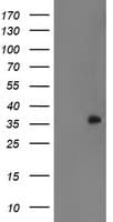 RYBP Antibody (clone OTI1B2, Carrier-free)
