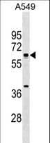 MTF2 / PCL2 Antibody (aa289-317)