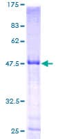 Human HLA-DPB1 Protein (Recombinant GST)