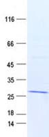 Human SPANXB1 Protein (Recombinant Myc-DDK (Flag))