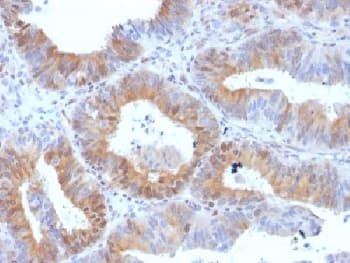 LHCGR / LHR / LH Receptor Antibody (clone LHCGR/1417, Azide-free, BSA-free)