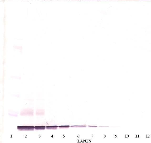 BRAK / CXCL14 Antibody