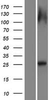 RAB12 Protein (Over-Expression Lysate Myc-DDK (Flag))