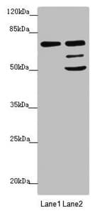 VPS33B Antibody