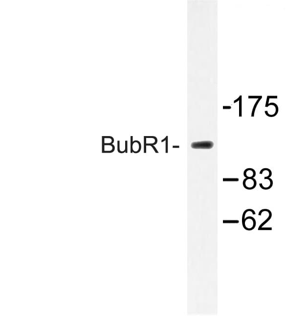 BUB1B / BubR1 Antibody (Thr368)