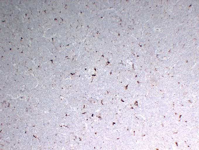 CD68 Antibody (clone ABT-CD68)
