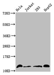 HIST1H4I Antibody