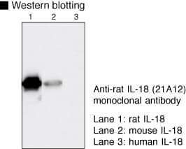 IL18 Antibody (clone 21A12)