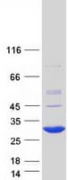 Human RBPMS2 Protein (Recombinant Myc-DDK (Flag))