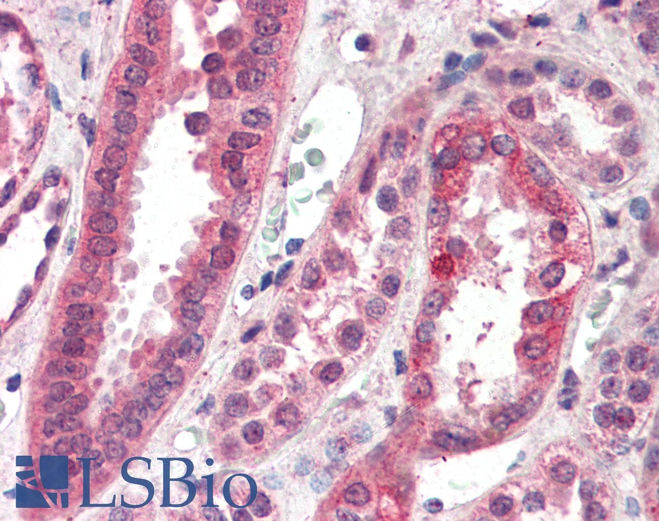 IHC-plus™ CENPF / CENP-F Antibody (aa3198-3210)
