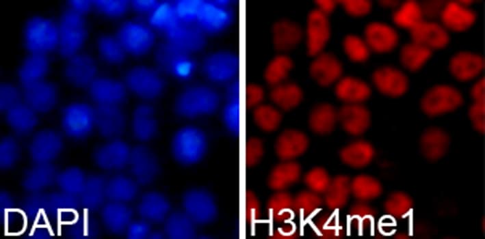 Histone H3 Antibody (Methyl-Lys4)