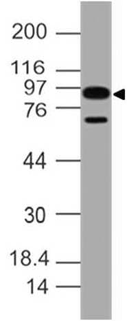 IL17RA Antibody