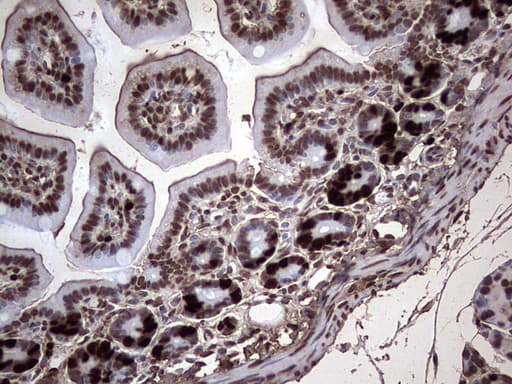 BrdU Antibody (clone 7H5)