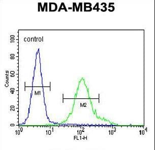 GRIN2A / NMDAR2A / NR2A Antibody (aa1291-1318)