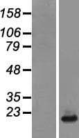 NDUFB6 Protein (Over-Expression Lysate Myc-DDK (Flag))