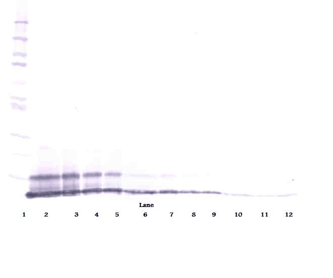 MIP2 / GRO2 / CXCL2 Antibody (Biotin)
