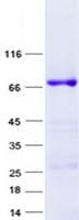 Human TRIM38 Protein (Recombinant GST, N-terminus + His, C-terminus)