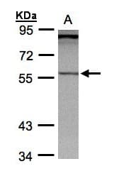 PCCB Antibody (aa167-480)