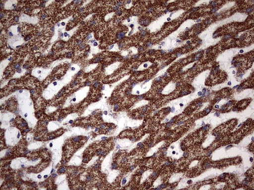 ATP5O Antibody (aa24-213, clone OTI2E9, Carrier-free)