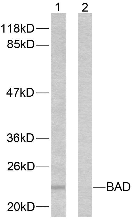 BAD Antibody (p155)