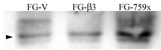 SRC Antibody (phospho-Tyr215)