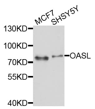 OASL Antibody